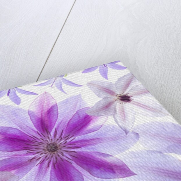 Clematis flowers by Assaf Frank